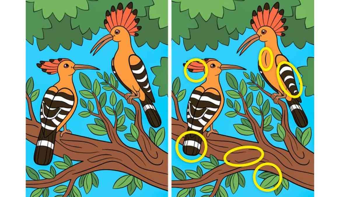 آیا می توانید 5 تفاوت بین دو عکس دارکوب را تشخیص دهید؟