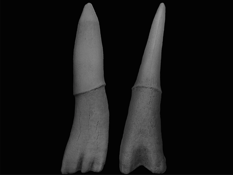 فسیل دندان ماهی باستانی