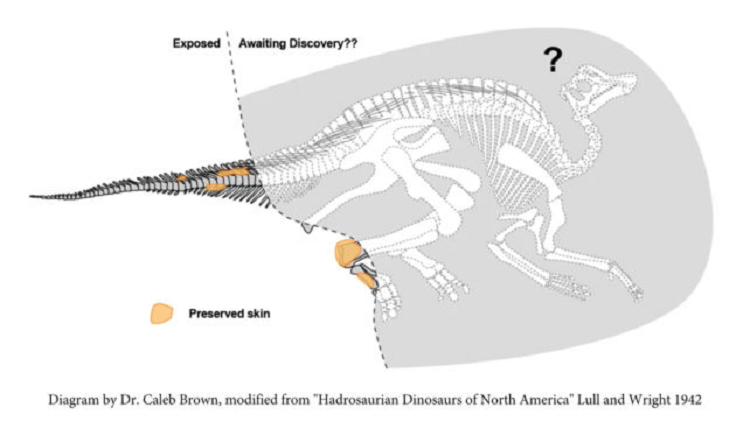 کشف فسیل یک دایناسور نادر 