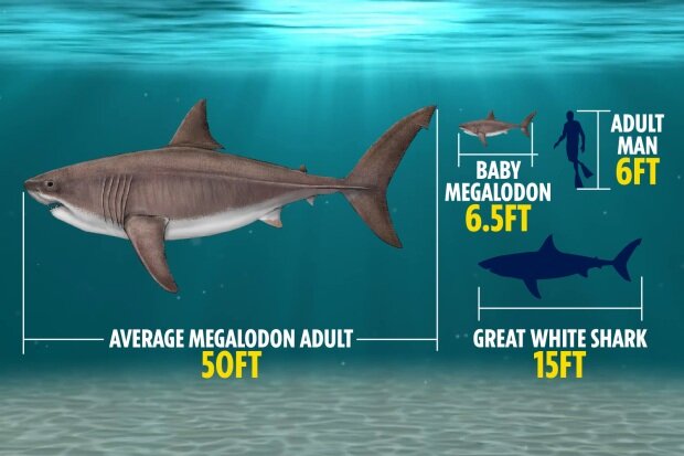 اندازه حیرت‌انگیز شکارچی‌های باستانی که بزرگترین قاتلان اقیانوس را می‌بلعیدند!