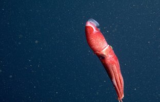 رمزگشایی از چشمان عجیب ماهی مرکب