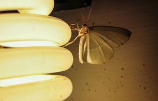 چرا حشرات عاشق نور هستند؟!