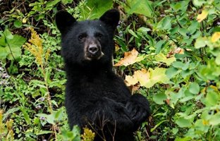 دنیای شگفت انگیز خرس های سیاه؛ تنبل اما فوق العاده باهوش