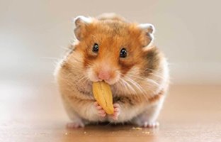 (ویدئو) هرگز باور نخواهید کرد یک موش خرما اینقدر بادام زمینی در دهانش نگه دارد