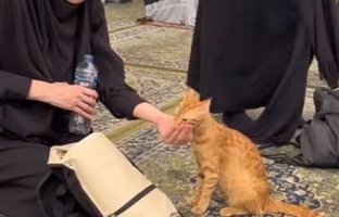 (ویدئو) اقدام تحسین برانگیز یک زن با گربه در مسجد النبی