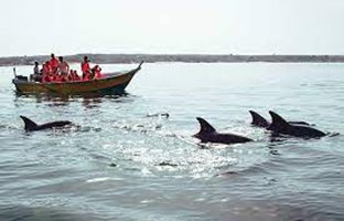 (ویدئو) همراهی دیدنی دلفین‌ها با قایق گردشگران در جزیره هنگام