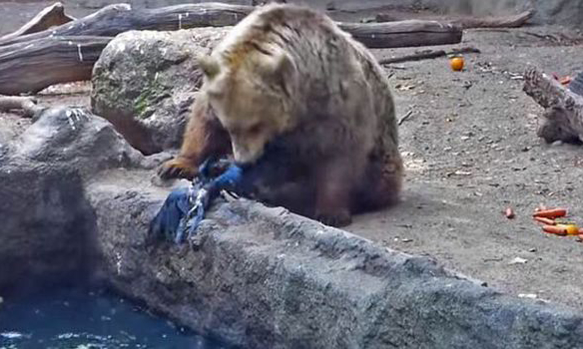 Нападение медведя в зоопарке