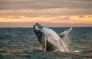 جوانسازی پوست به کمک علف دریایی توسط نهنگ‌ها