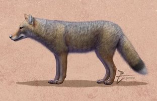 روباه، 1500سال قبل یک حیوان خانگی بود! 