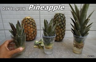 (ویدئو) اگه آناناس خریدی بوته اون رو دور ننداز، خیلی ساده دوباره بکارش
