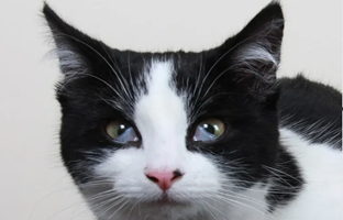 چرا گربه‌ ها سه پلک دارند و انسان دو پلک؟
