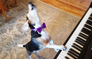 ویدیویی دیدنی از اجرای منحصربه‌فرد یک سگ با پیانو
