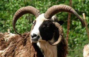 (تصاویر) گوسفند «یعقوب»؛ گوسفندی باستانی و عجیب با چهار شاخ که یهودی‌ها ادعای مالکیتش را دارند!