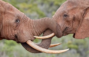 کشف حیرت انگیز چگونگی حرف زدن فیل ها