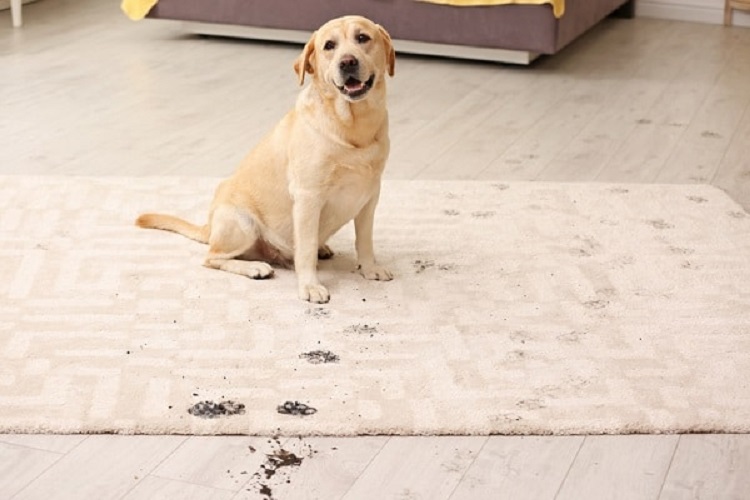 پاک کردن انواع لکه فرش؛ 12 روش قطعی برای خلاصی از لکه های فرش