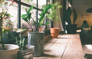 کودهای مناسب انواع گیاهان آپارتمانی را بشناسید