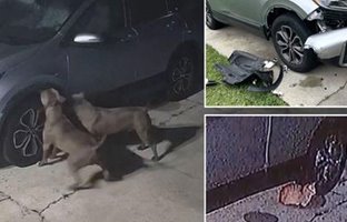 (ویدئو) سگ ها به خاطر گربه یک ماشین را نابود کردند‌